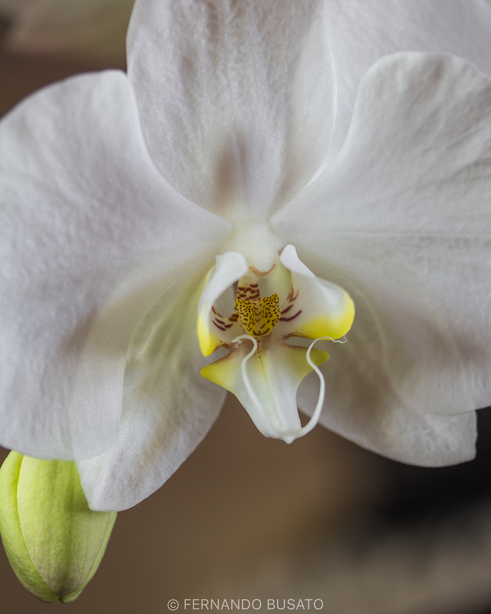 Canon EF-S 60mm F2.8 Macro USM sample photo. Macro photography