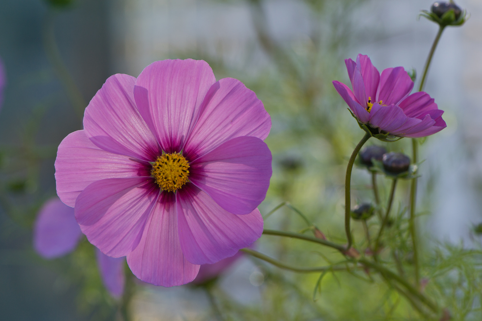 Nikon AF-S Micro-Nikkor 105mm F2.8G IF-ED VR sample photo. Fall blooms photography