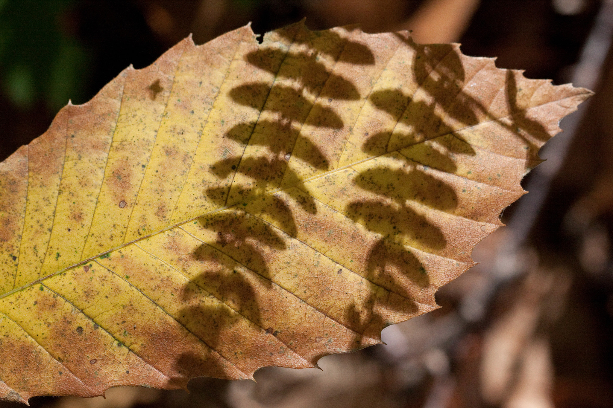 Canon EF 100mm F2.8 Macro USM sample photo. La fougère (the fern) photography