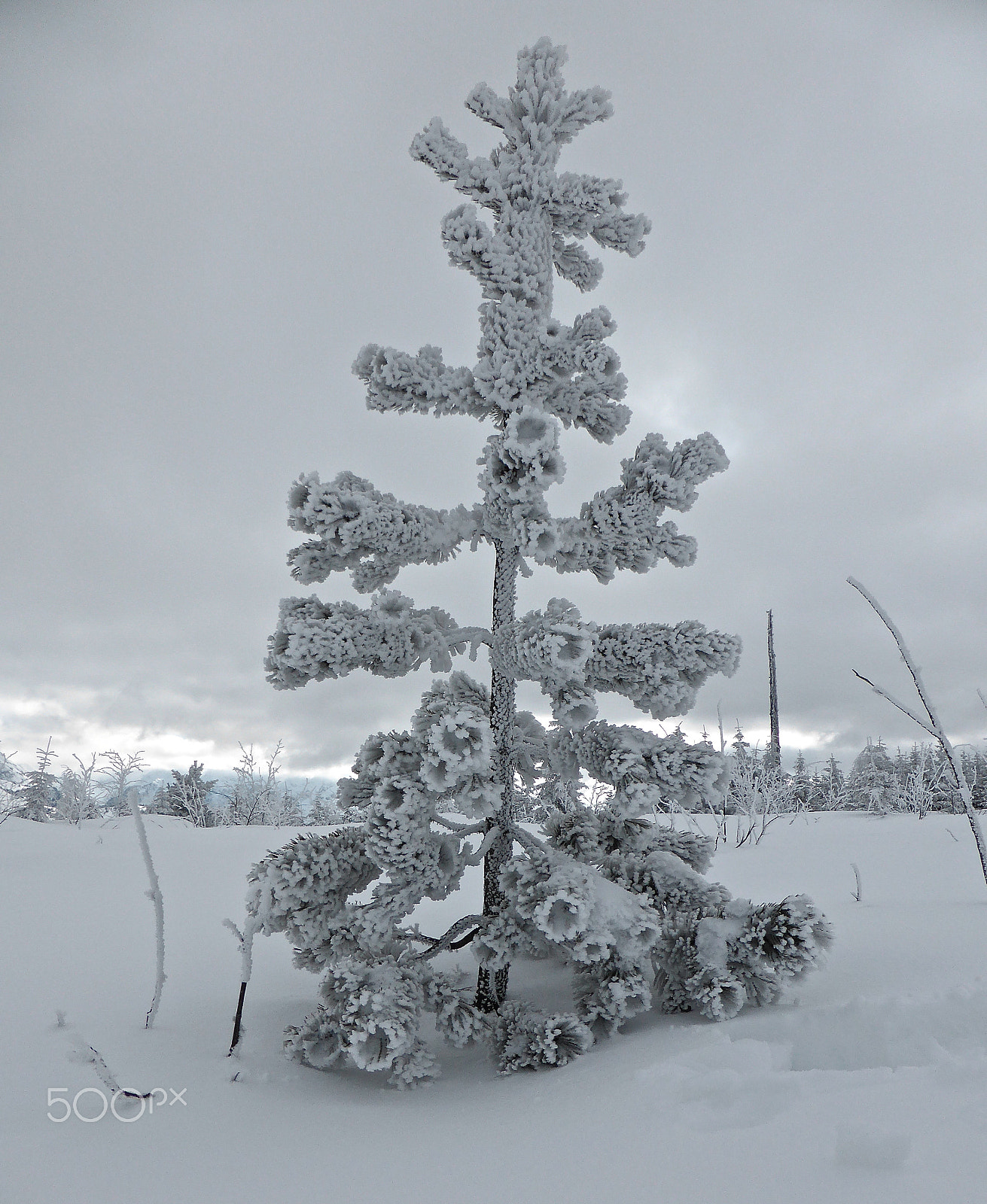 Panasonic DMC-TZ41 sample photo. Freezing tree photography