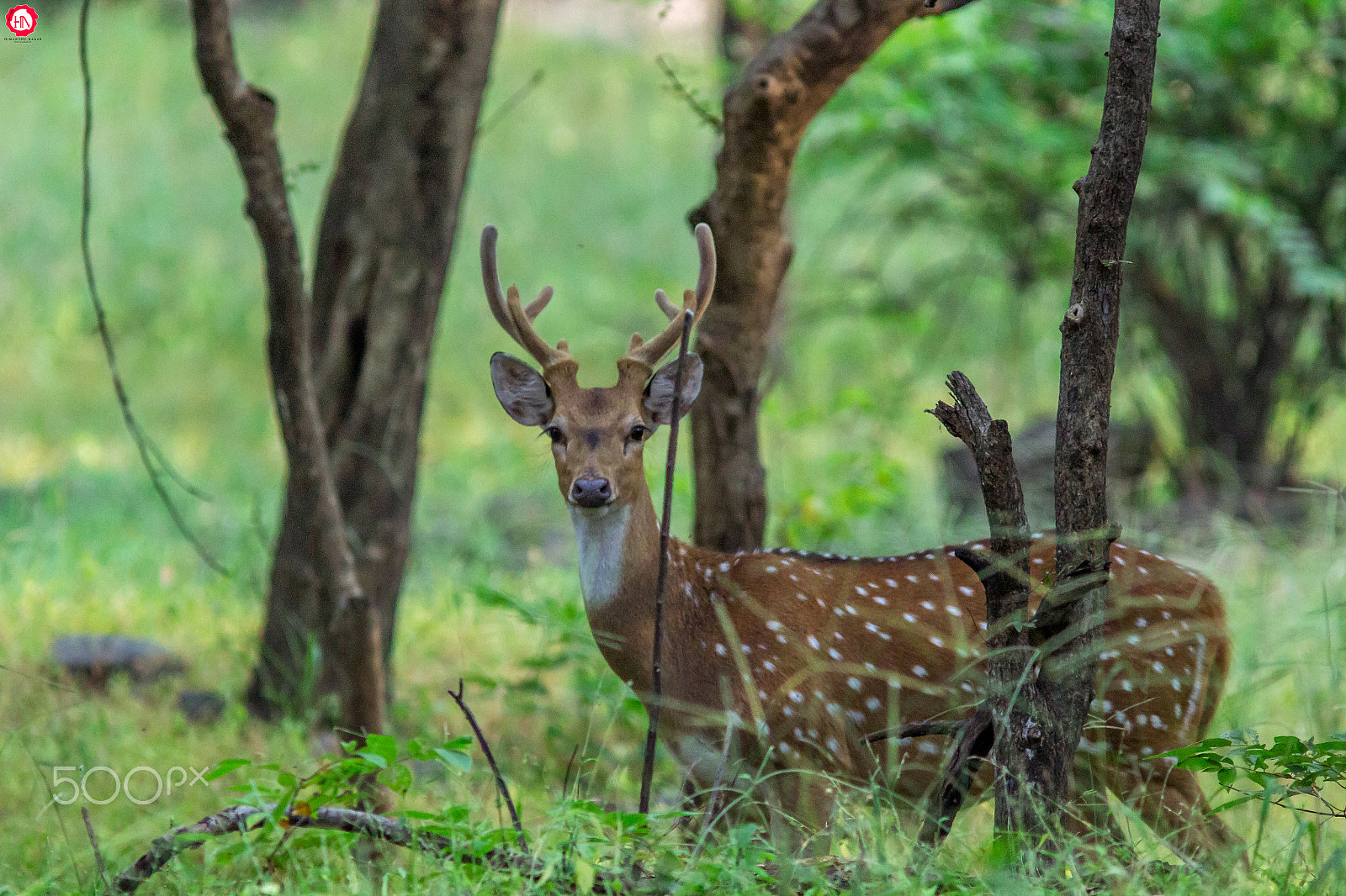 Canon EF 300mm F4L IS USM sample photo. A stalwart of forest photography