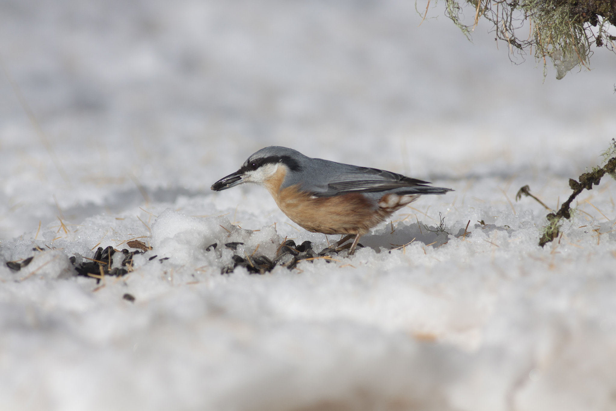 Canon EOS 50D + Canon EF 400mm F5.6L USM sample photo. Little bird on the snow photography