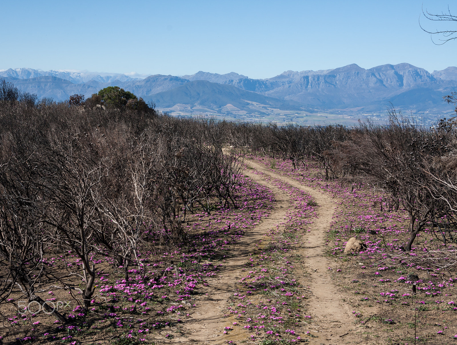 Canon EF-S 17-85mm F4-5.6 IS USM sample photo. Oxalis road photography