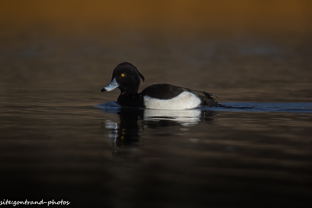 Tamron SP 150-600mm F5-6.3 Di VC USD sample photo. Fuligule morillon photography