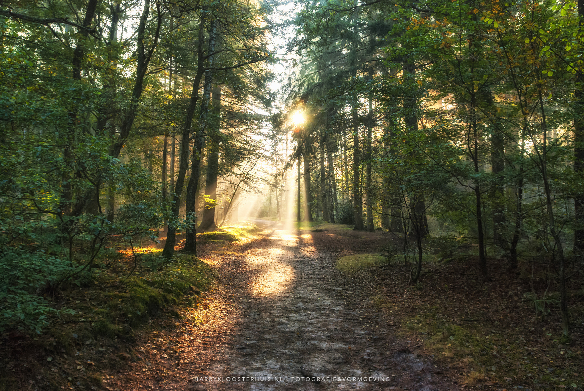Nikon D80 sample photo. Follow the path to the light photography