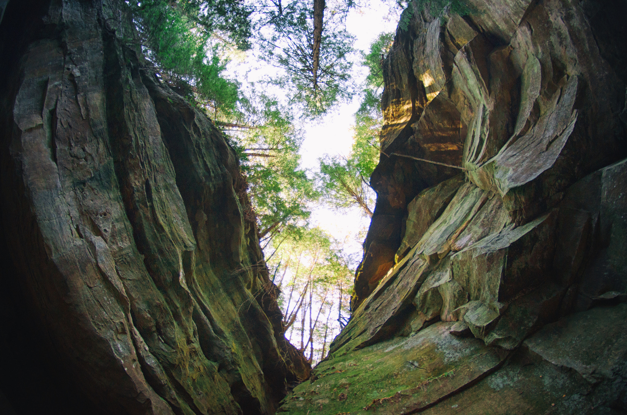 Nikon D7000 + Samyang 8mm F3.5 Aspherical IF MC Fisheye sample photo. They walk among us photography