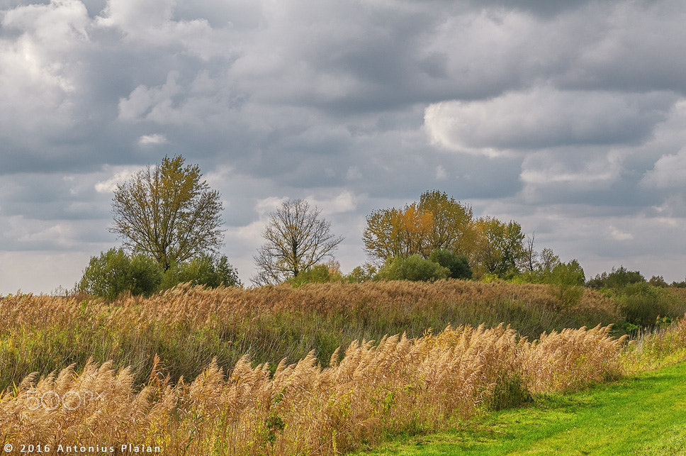 Nikon AF-S Nikkor 24-70mm F2.8G ED sample photo. Autumnal photography