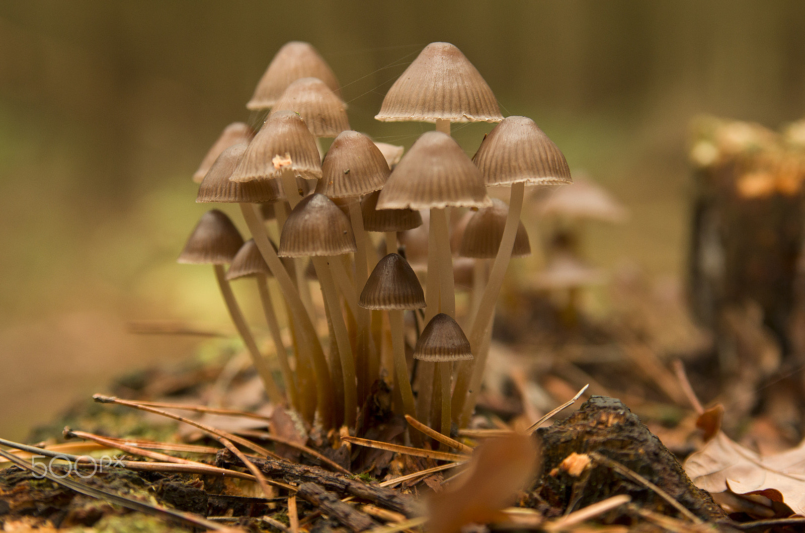 Tamron AF 28-75mm F2.8 XR Di LD Aspherical (IF) sample photo. October forest photography