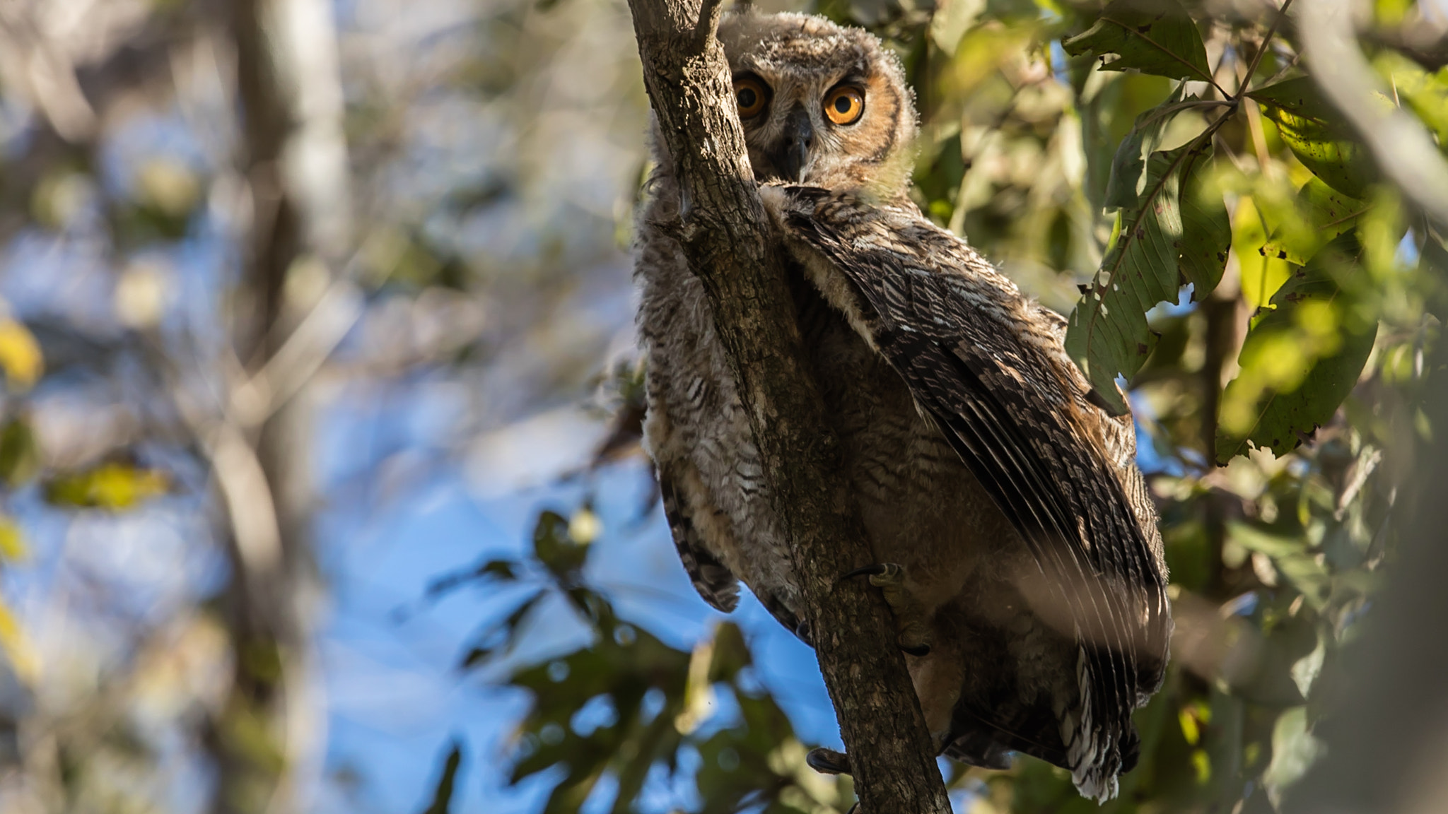 Canon EOS 5DS R + Canon EF 300mm F2.8L IS II USM sample photo. Great horned owl photography
