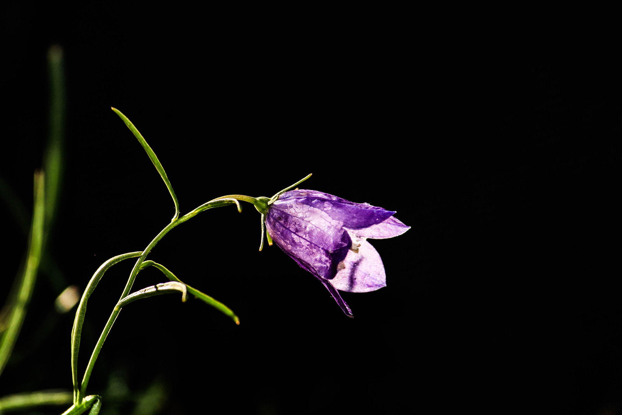 Canon EF-S 55-250mm F4-5.6 IS sample photo. #flower photography