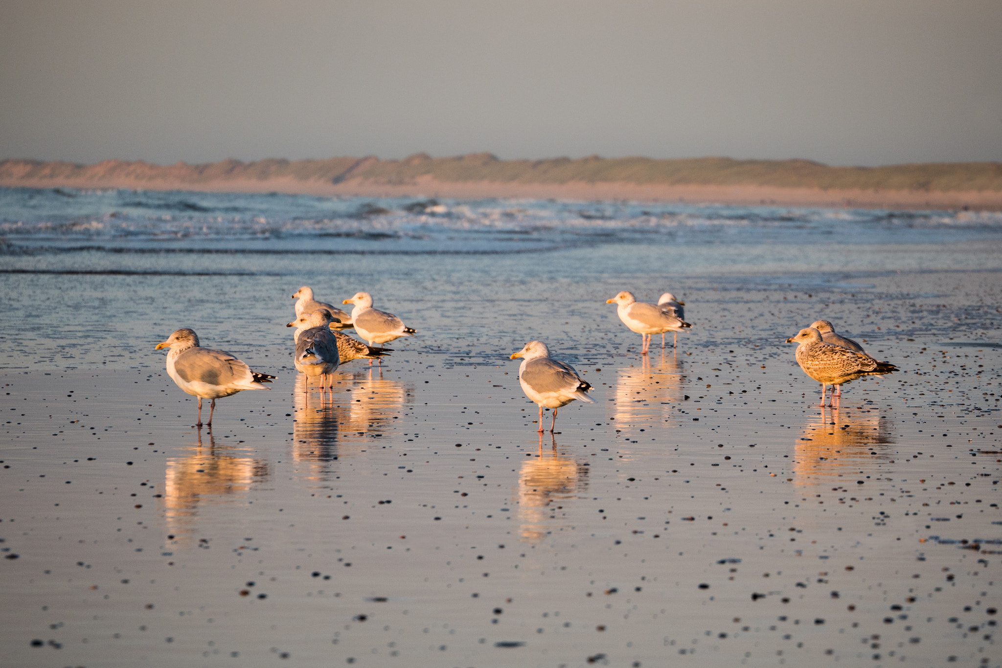 LUMIX G VARIO 45-150/F4.0-5.6 sample photo. Golden gulls photography