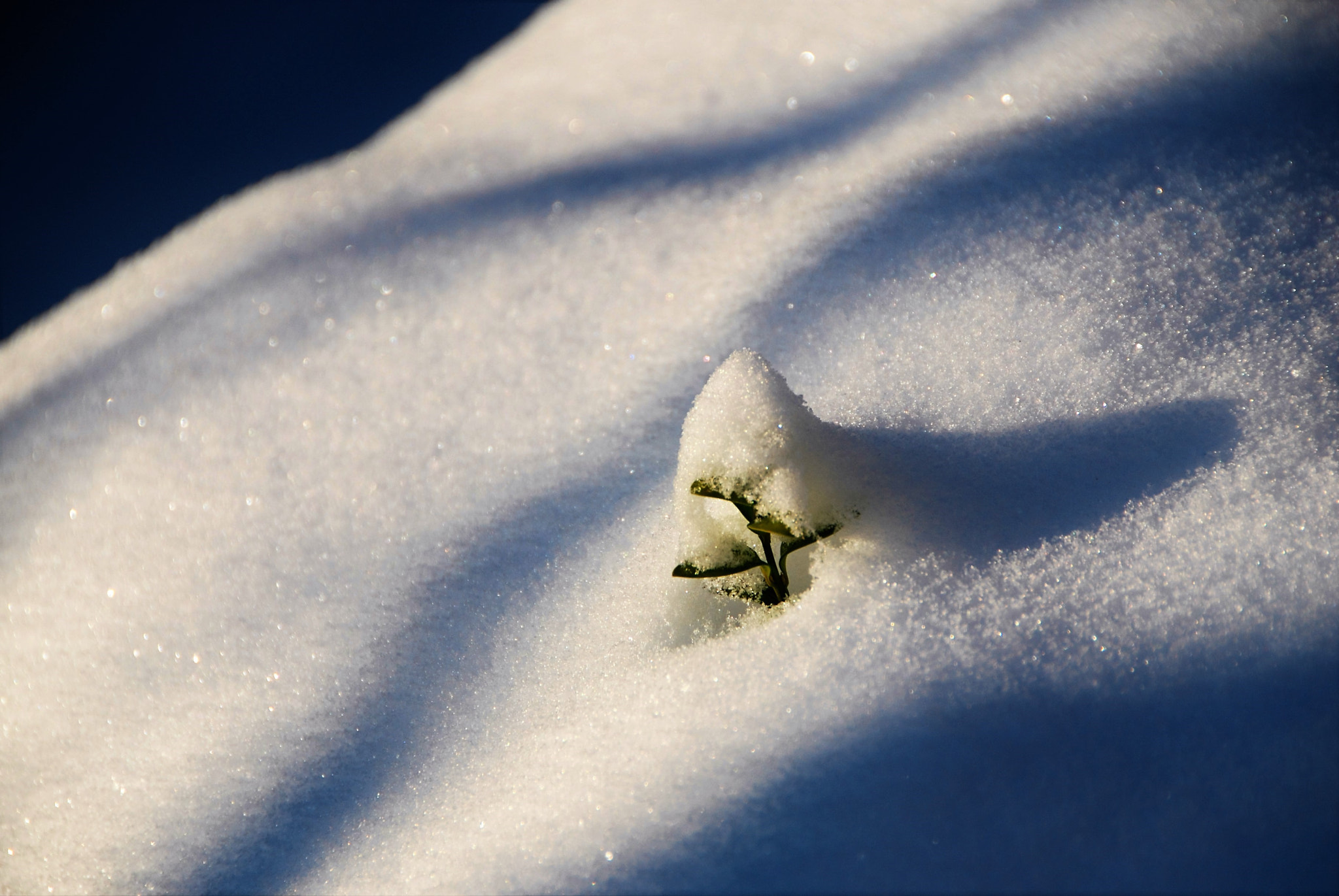 Nikon D60 sample photo. Winterhope photography