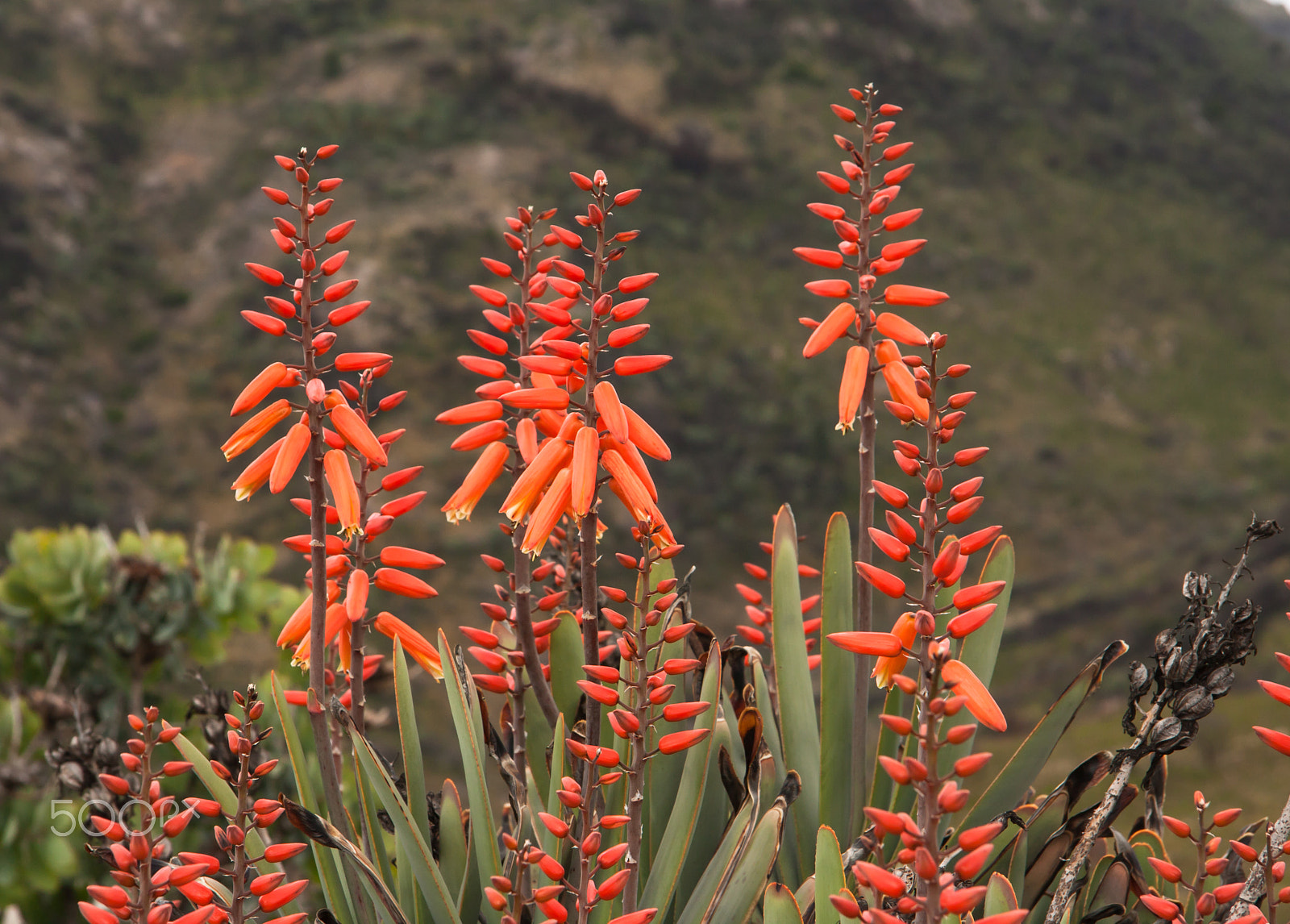 Canon EF-S 17-85mm F4-5.6 IS USM sample photo. Fan aloe flowers (aloe plicatilis) photography
