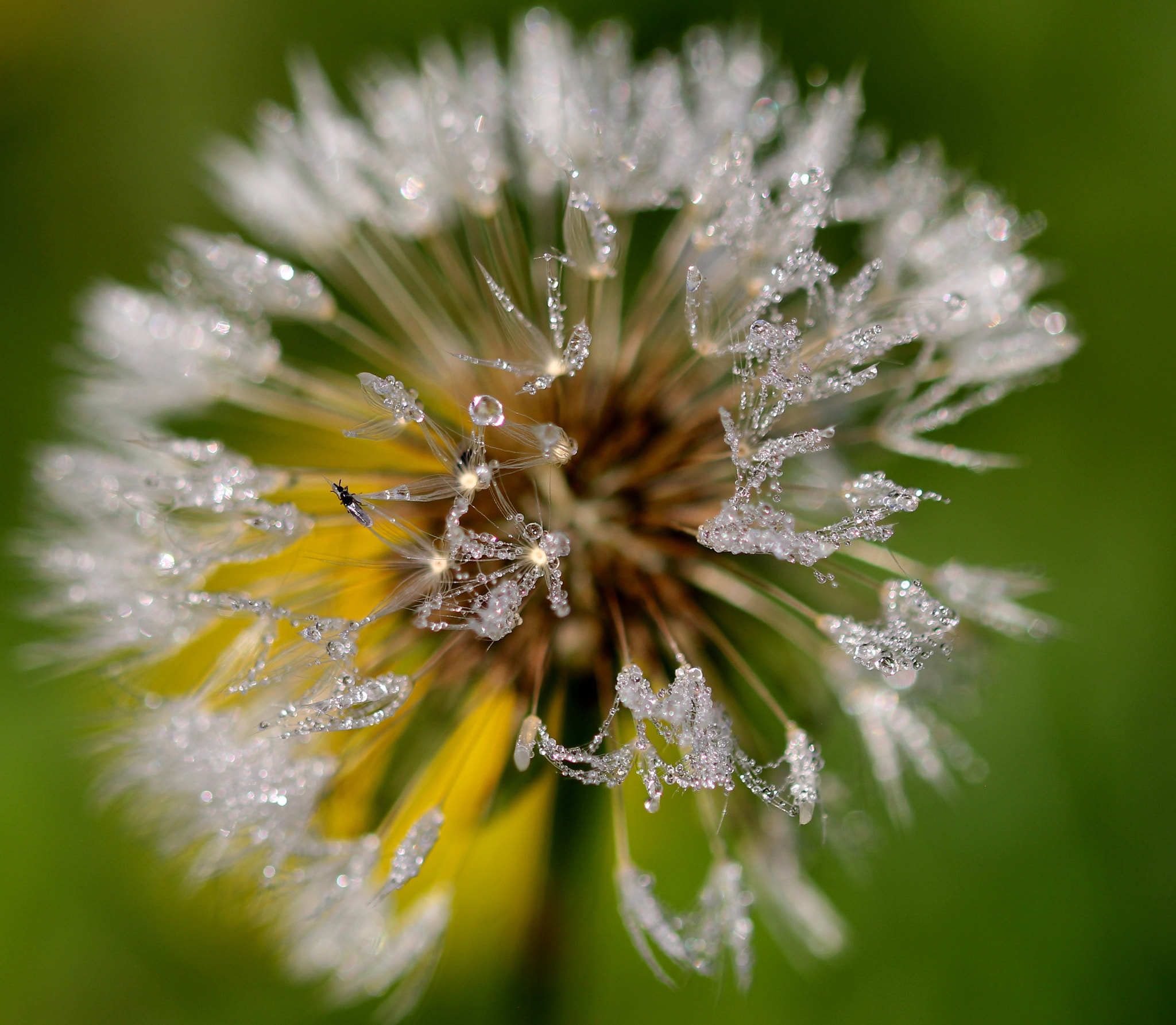 Sigma 105mm F2.8 EX DG OS HSM sample photo. Img photography