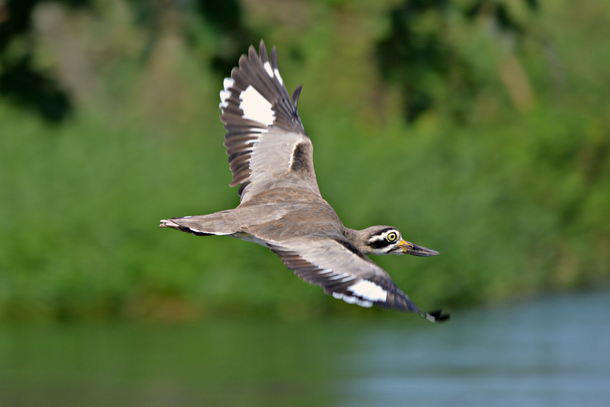 Sigma 150-500mm F5-6.3 DG OS HSM sample photo. Great stone-culew photography