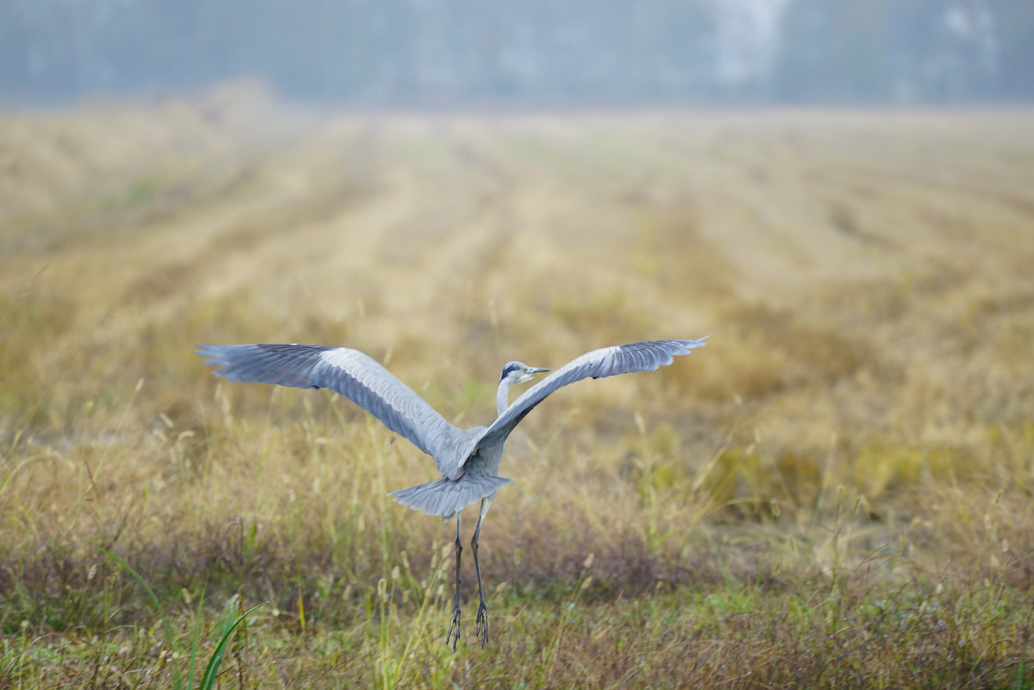 Sony a7S + Sony FE 70-200mm F4 G OSS sample photo