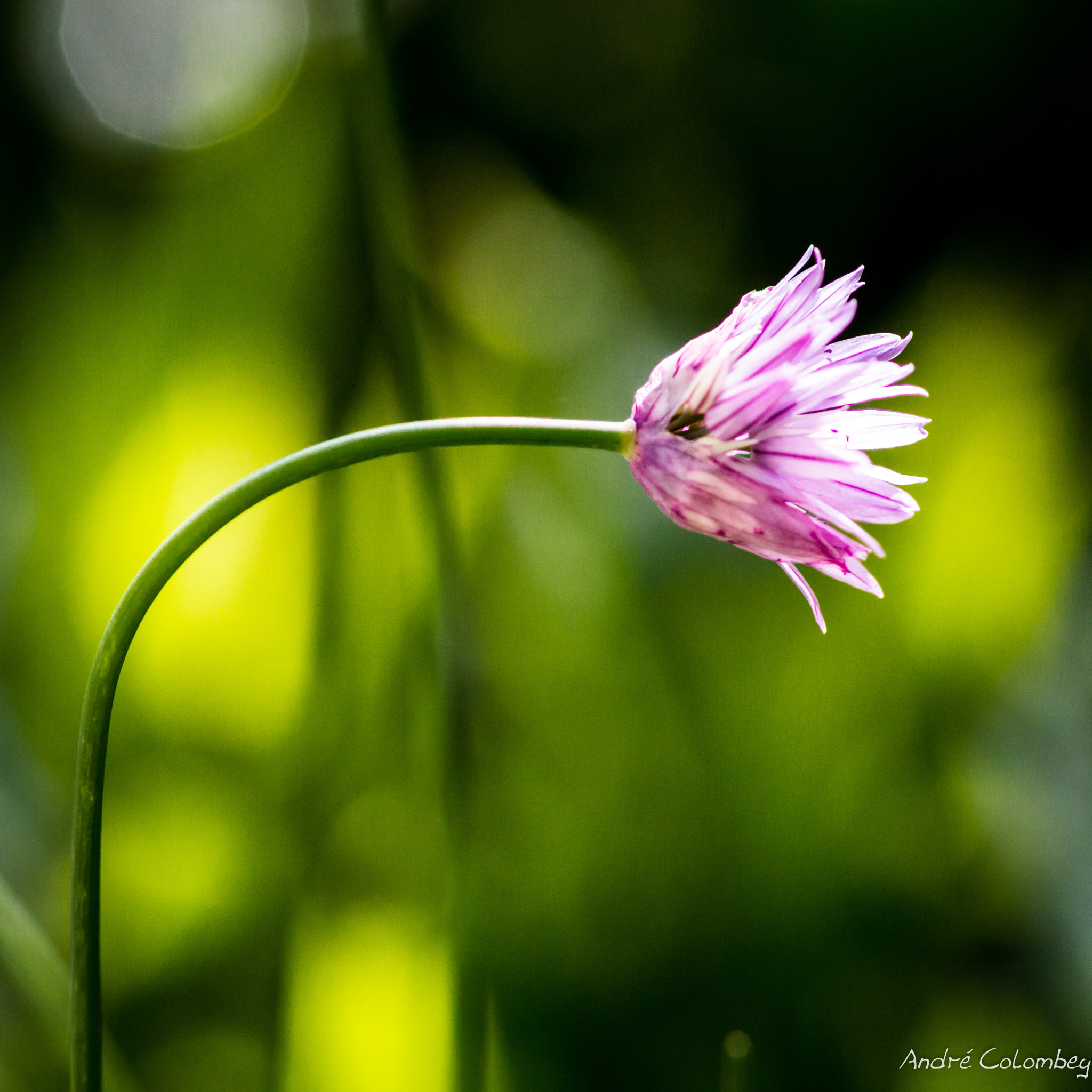 Canon EF 300mm F4L IS USM sample photo. Drooping photography