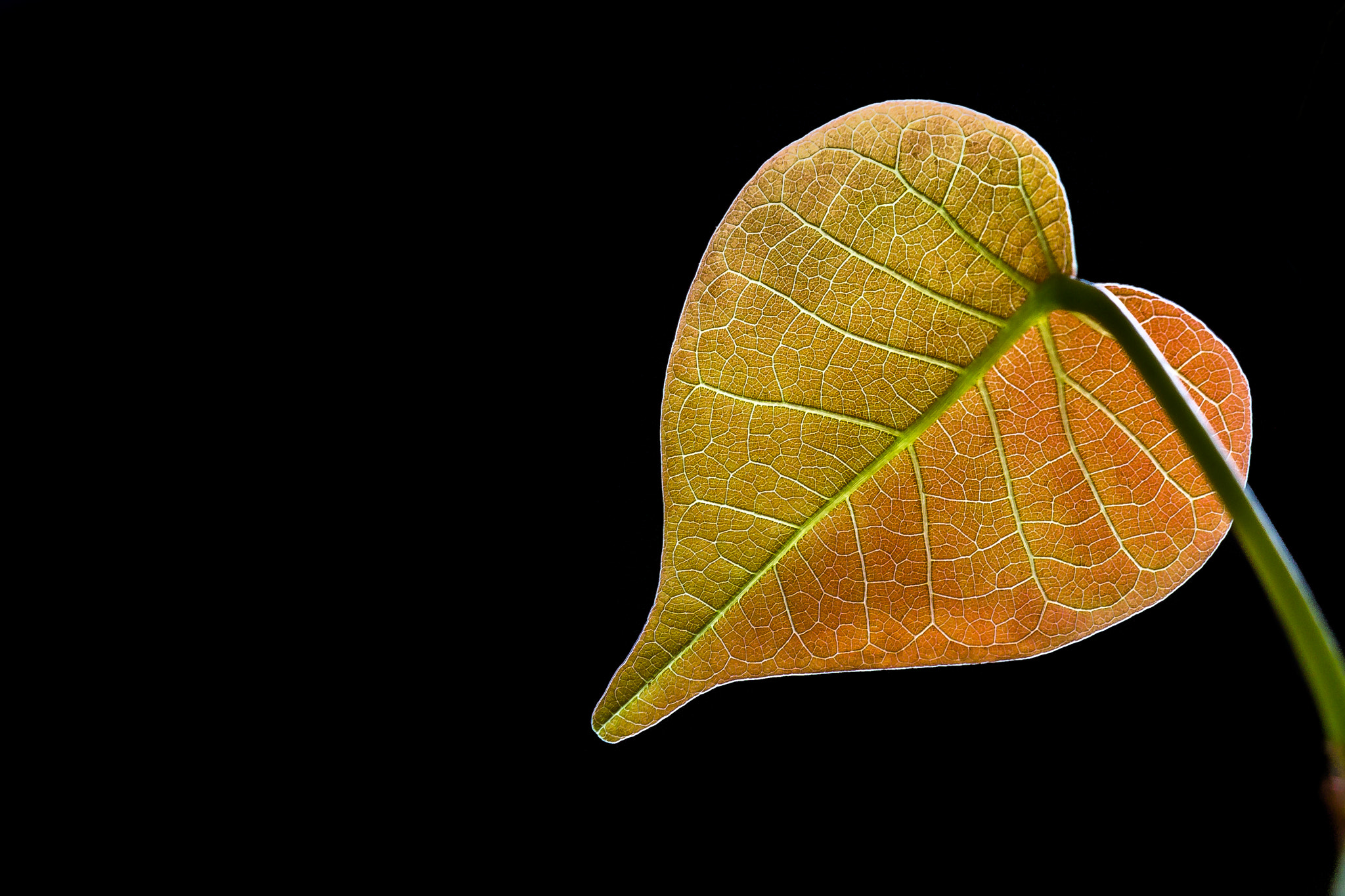 Canon EOS 60D sample photo. "leaf" photography