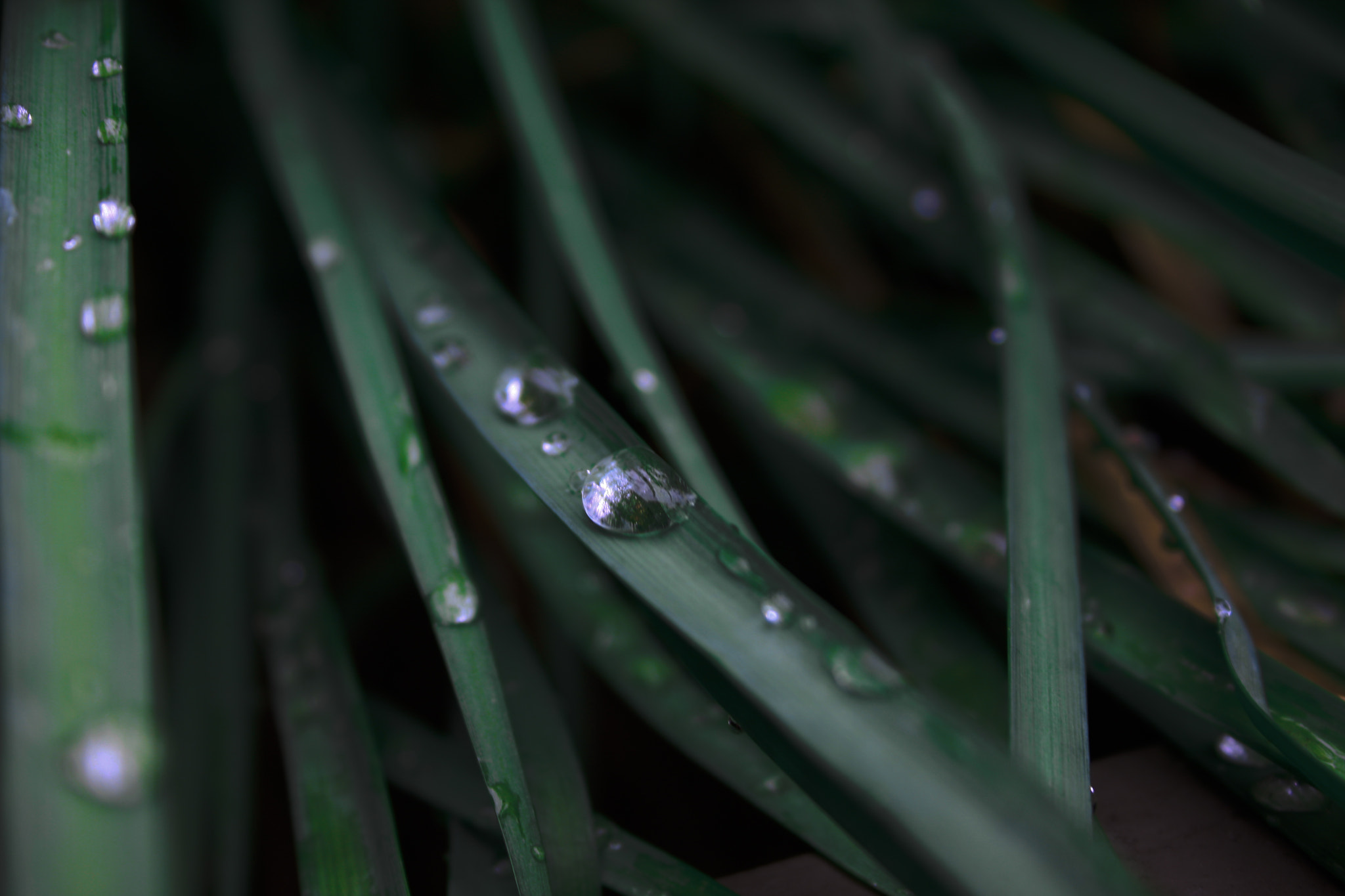 Canon EF-S 18-55mm F3.5-5.6 II sample photo. Water drops photography