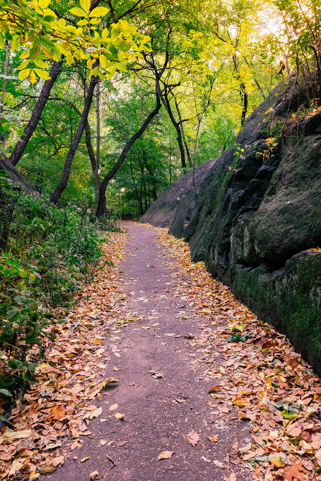 Sony a7R + Sony FE 28mm F2 sample photo. Central park is looking pretty photography