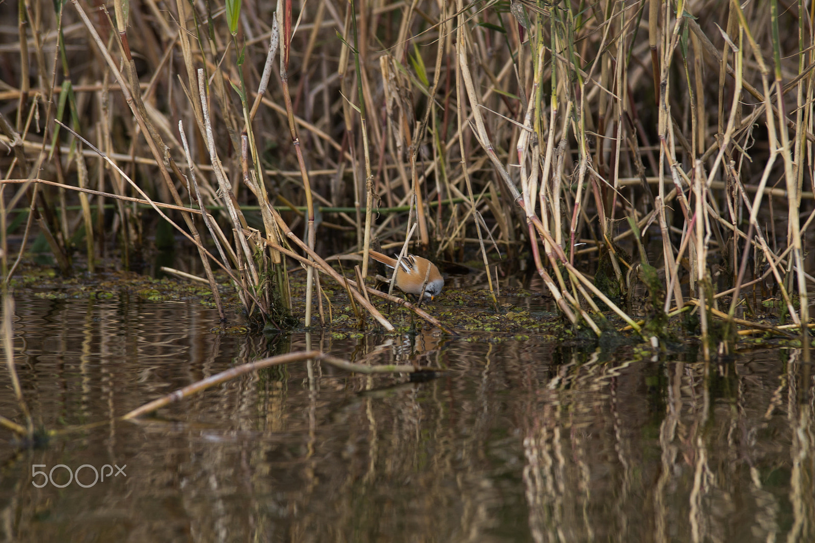 Canon EOS 6D + Tamron SP AF 70-200mm F2.8 Di LD (IF) MACRO sample photo. Millerbird photography