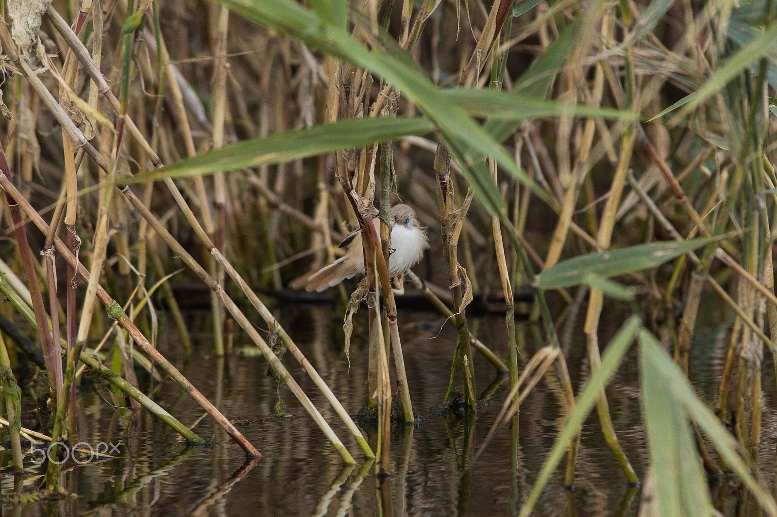 Tamron SP AF 70-200mm F2.8 Di LD (IF) MACRO sample photo. Millerbird photography