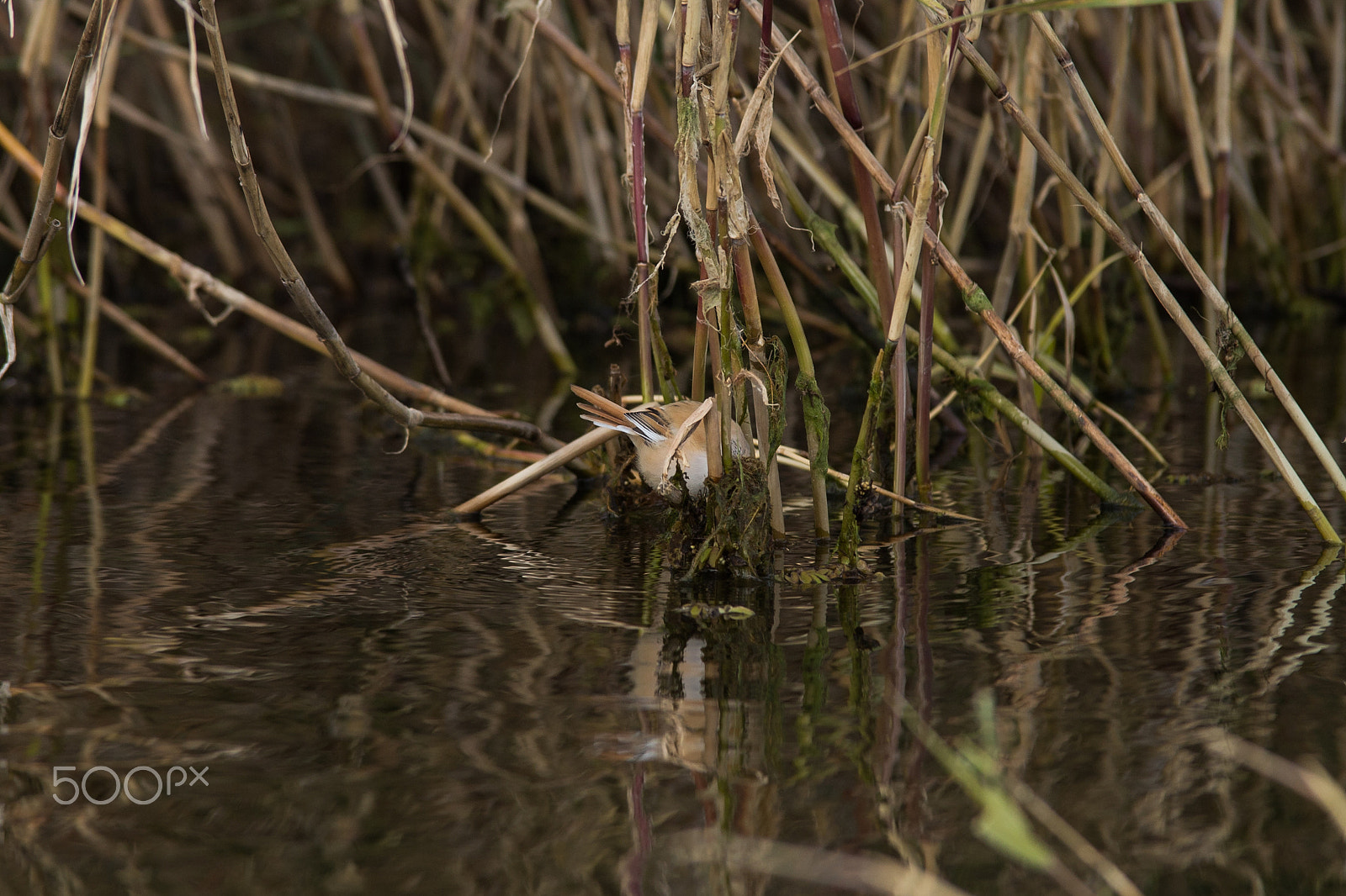 Canon EOS 6D + Tamron SP AF 70-200mm F2.8 Di LD (IF) MACRO sample photo. Millerbird photography