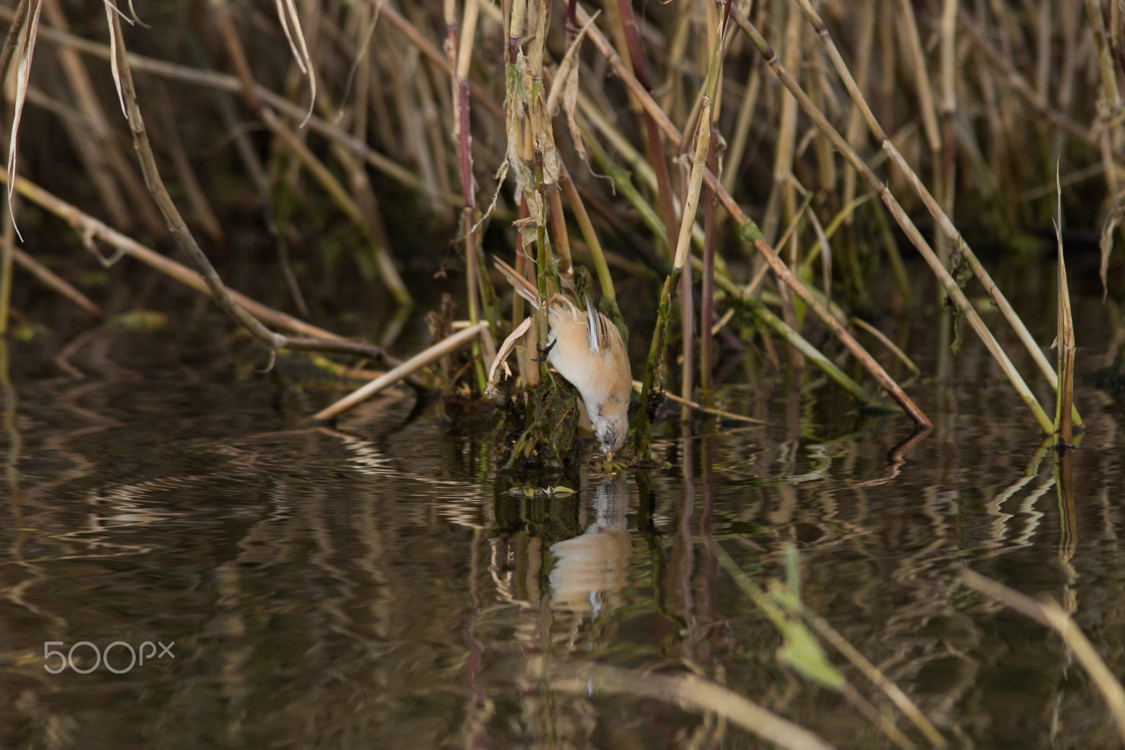 Canon EOS 6D + Tamron SP AF 70-200mm F2.8 Di LD (IF) MACRO sample photo. Millerbird photography