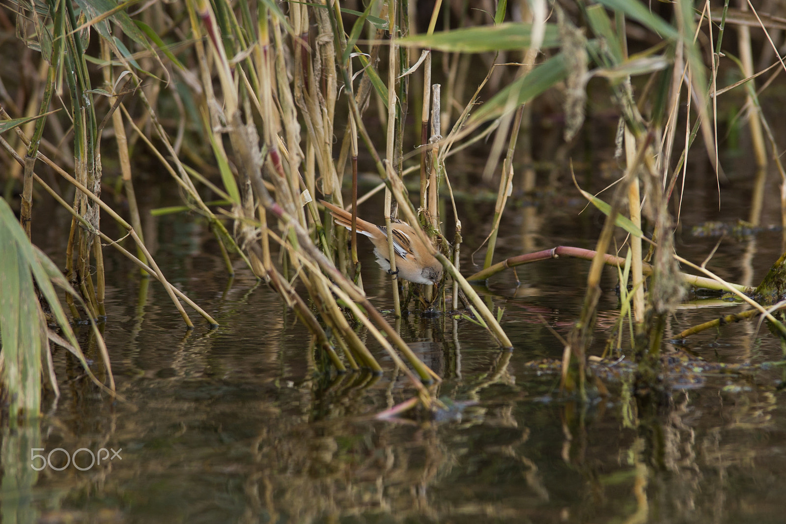 Tamron SP AF 70-200mm F2.8 Di LD (IF) MACRO sample photo. Millerbird photography