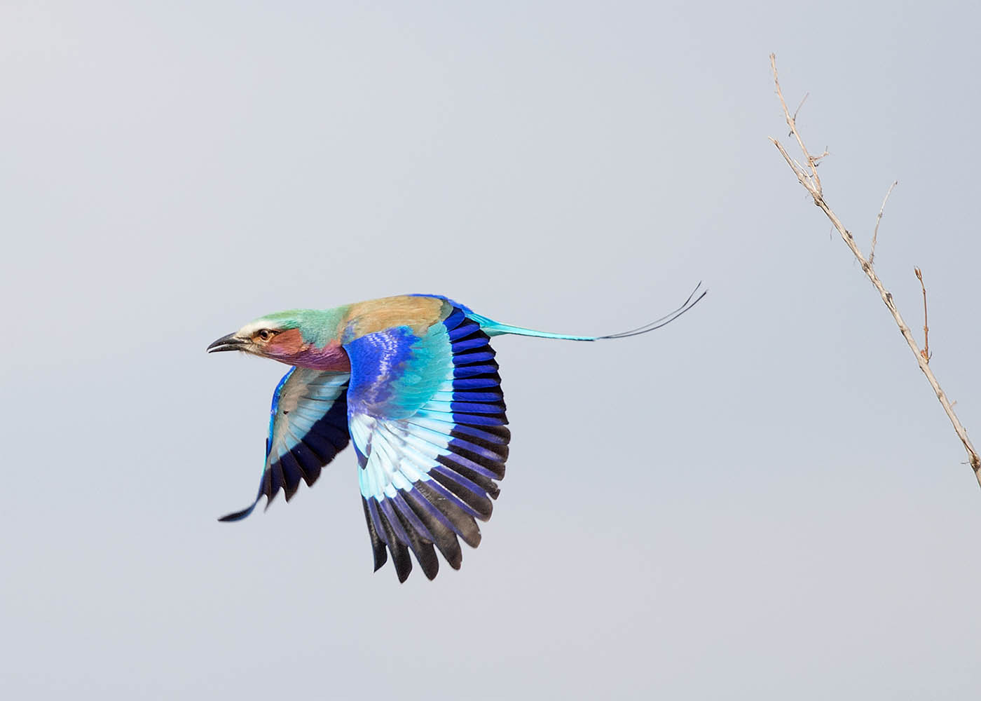 Canon EF 500mm F4L IS II USM sample photo. Lilac breasted roller in flight photography