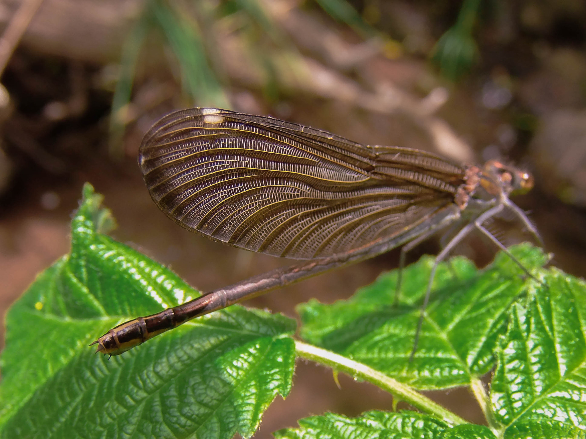 Olympus SP-720UZ sample photo. Wings photography