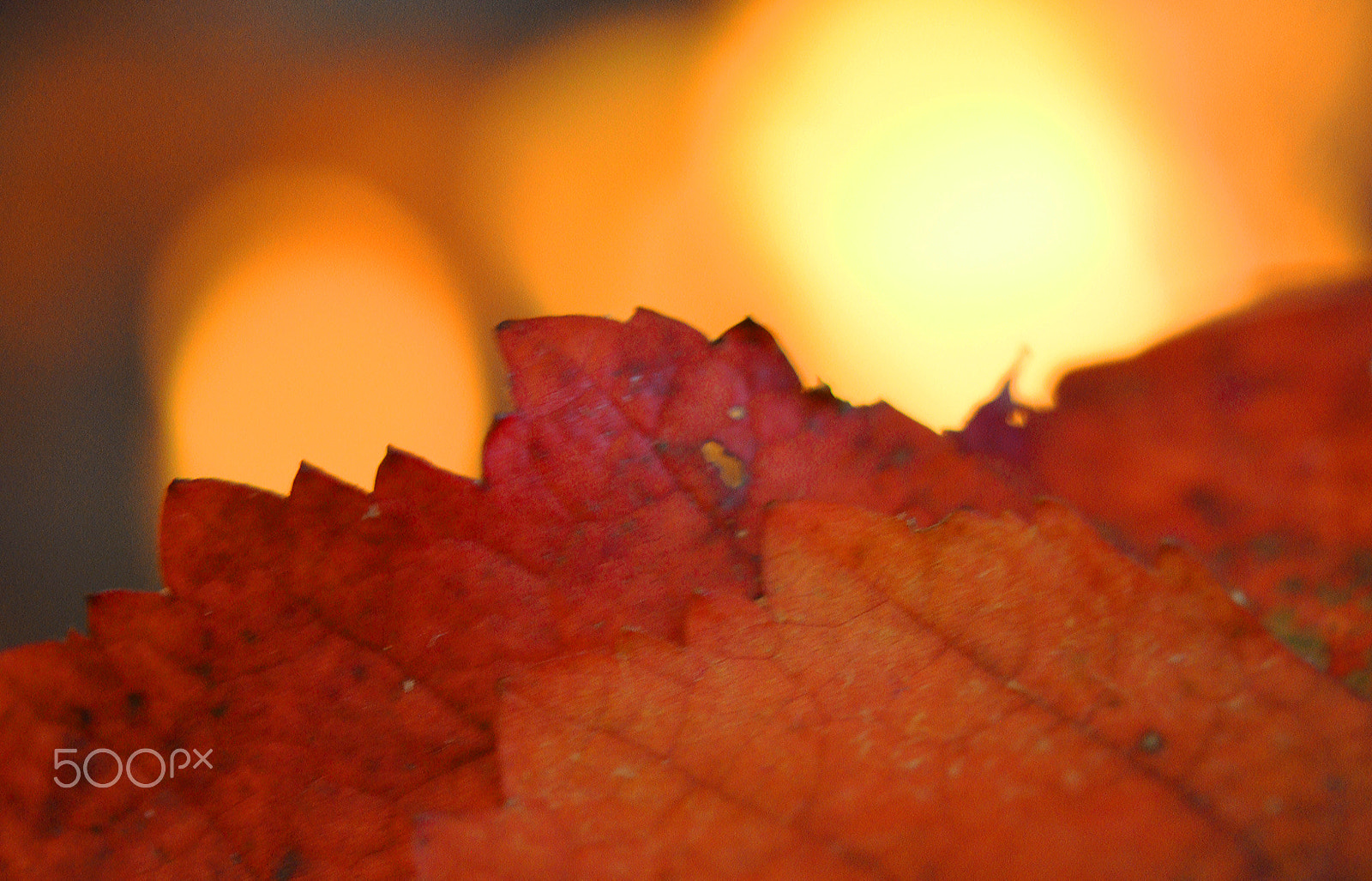 Nikon D5100 sample photo. Backlit autumn leaf photography