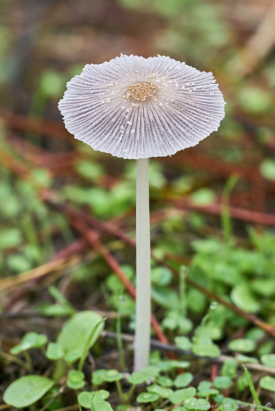 150mm F2.8 sample photo. Coprinus photography