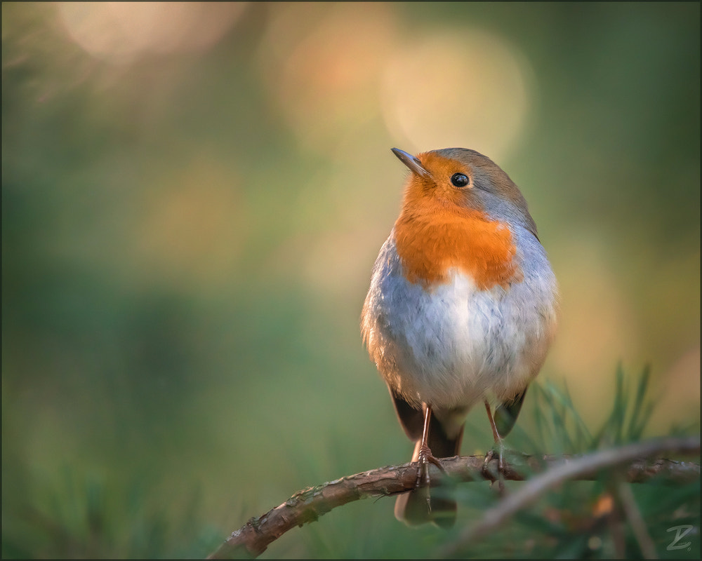 Canon EF 400mm F4 DO IS II USM sample photo. Rotkehlchen - european robin photography