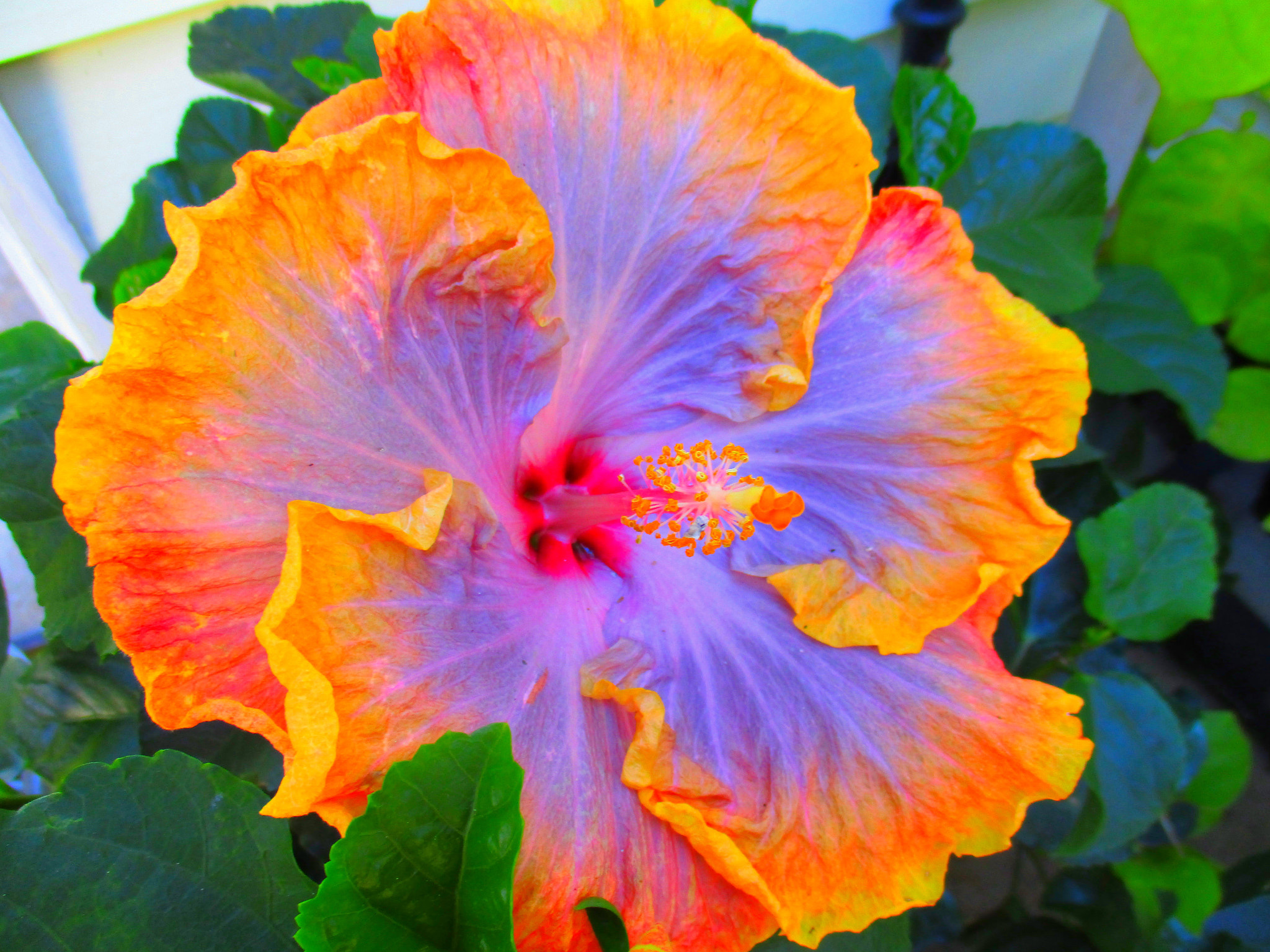 Canon PowerShot ELPH 160 (IXUS 160 / IXY 150) sample photo. Colorful hibiscus flower photography