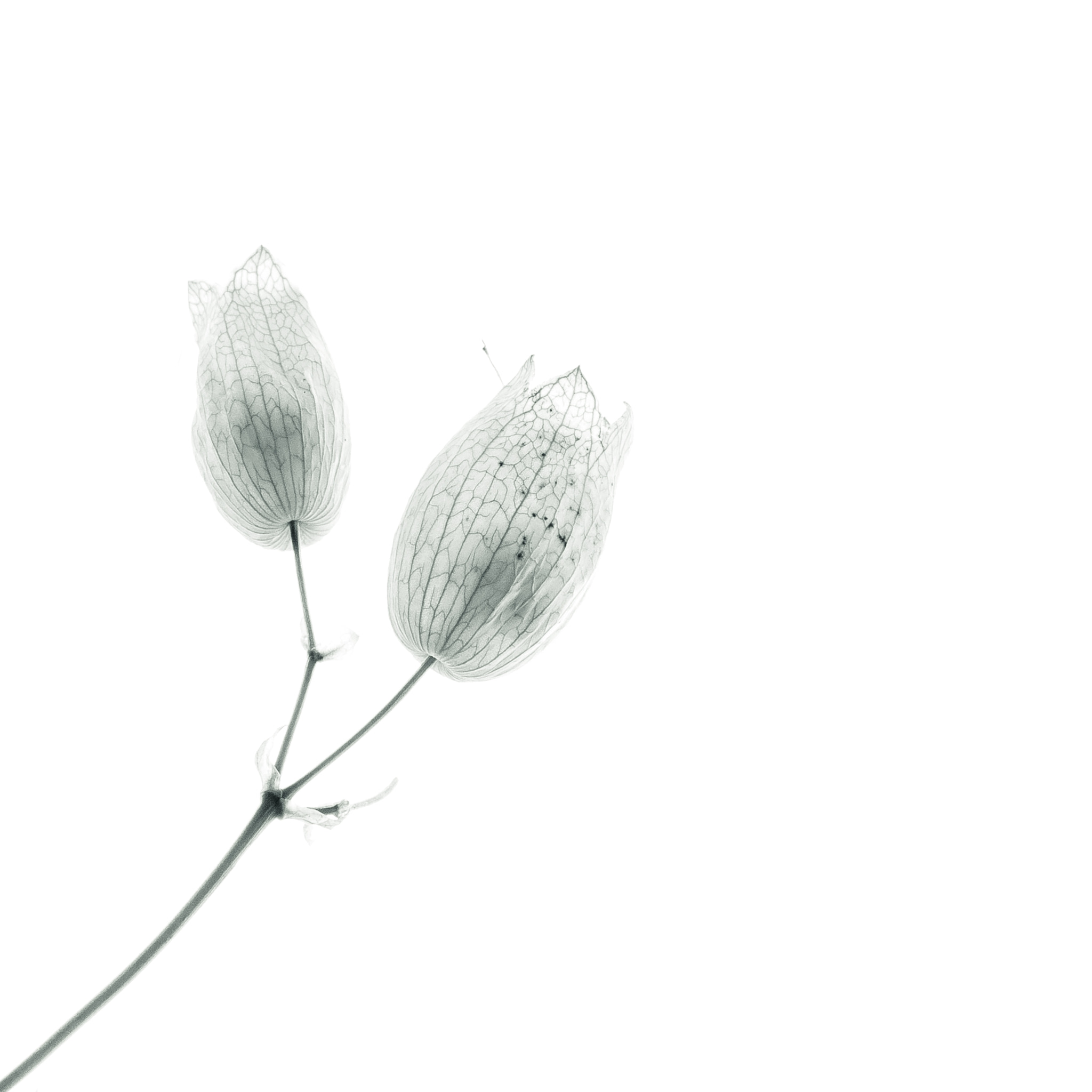 Canon EF-S 60mm F2.8 Macro USM sample photo. Divergence photography