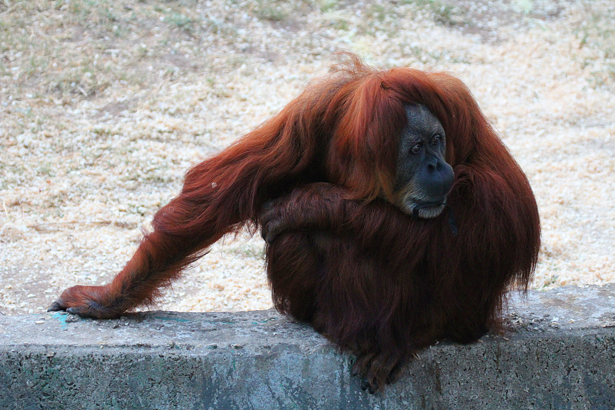 Canon EF 100-400mm F4.5-5.6L IS USM sample photo. Philosopher at safari ramat-gan photography