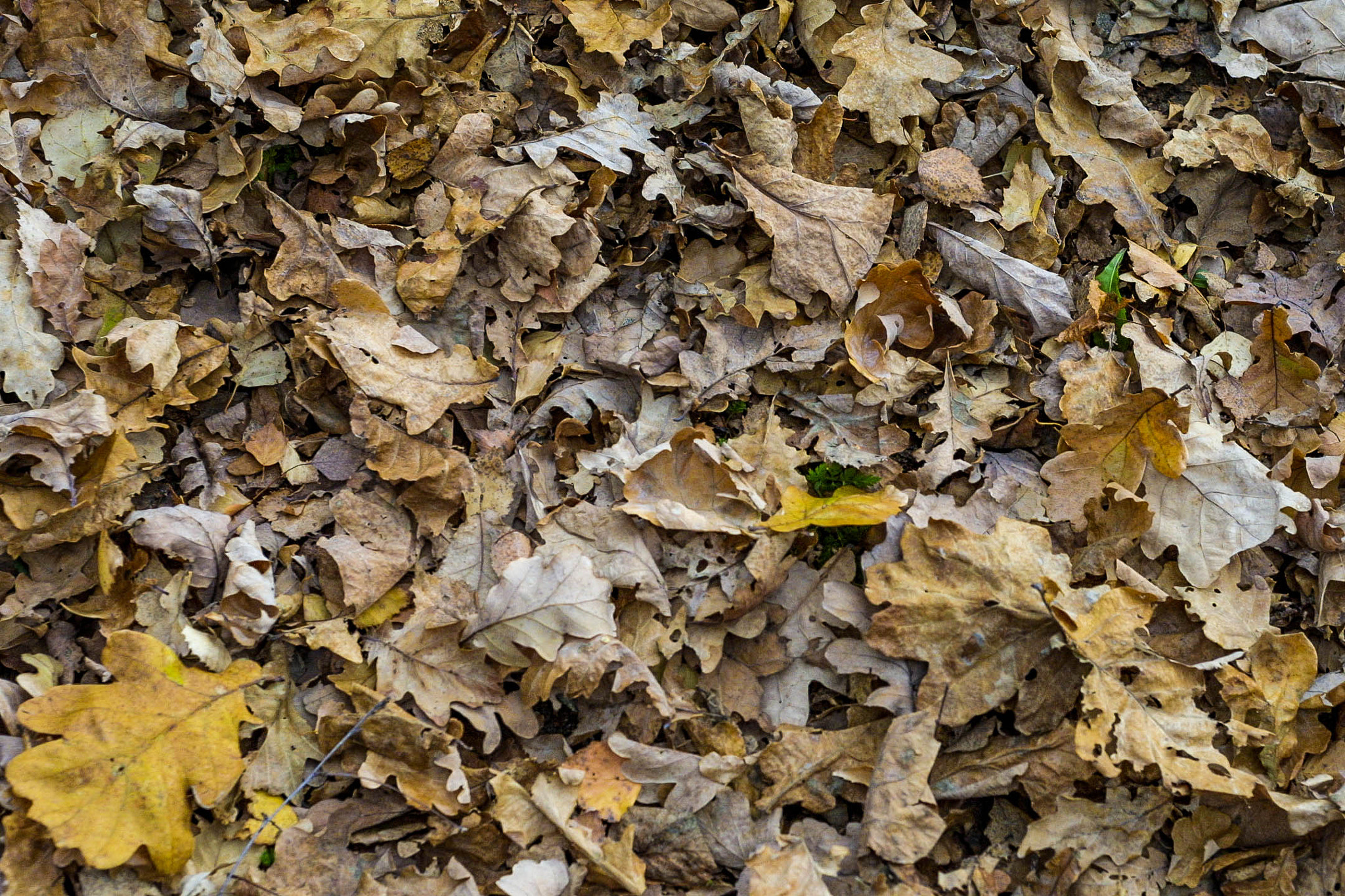 Canon EOS D30 + Canon EF 50mm F1.8 II sample photo. Fall ground photography