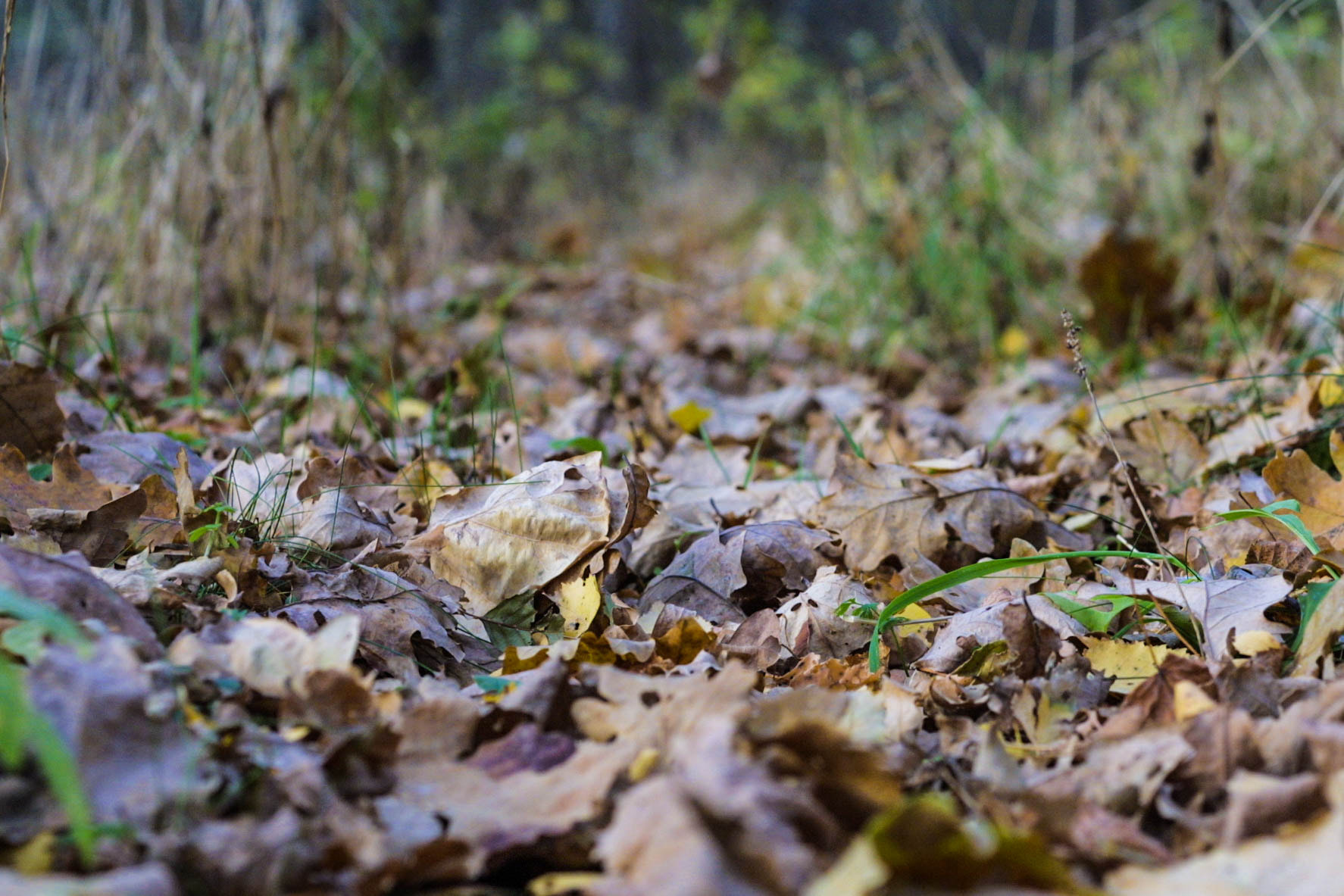 Canon EOS D30 + Canon EF 50mm F1.8 II sample photo. Fall ground photography