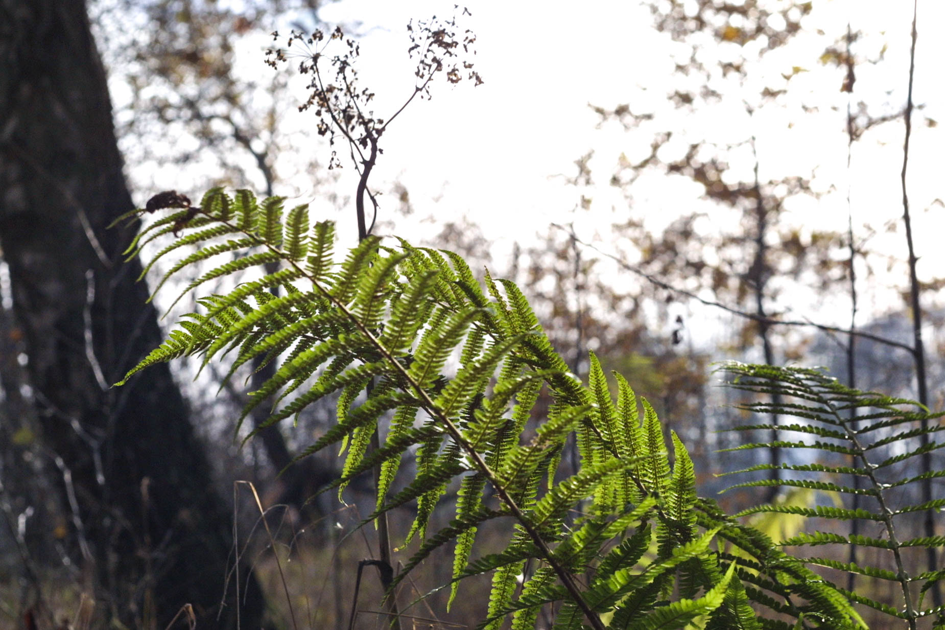 Canon EOS D30 + Canon EF 50mm F1.8 II sample photo. Autumn fern photography