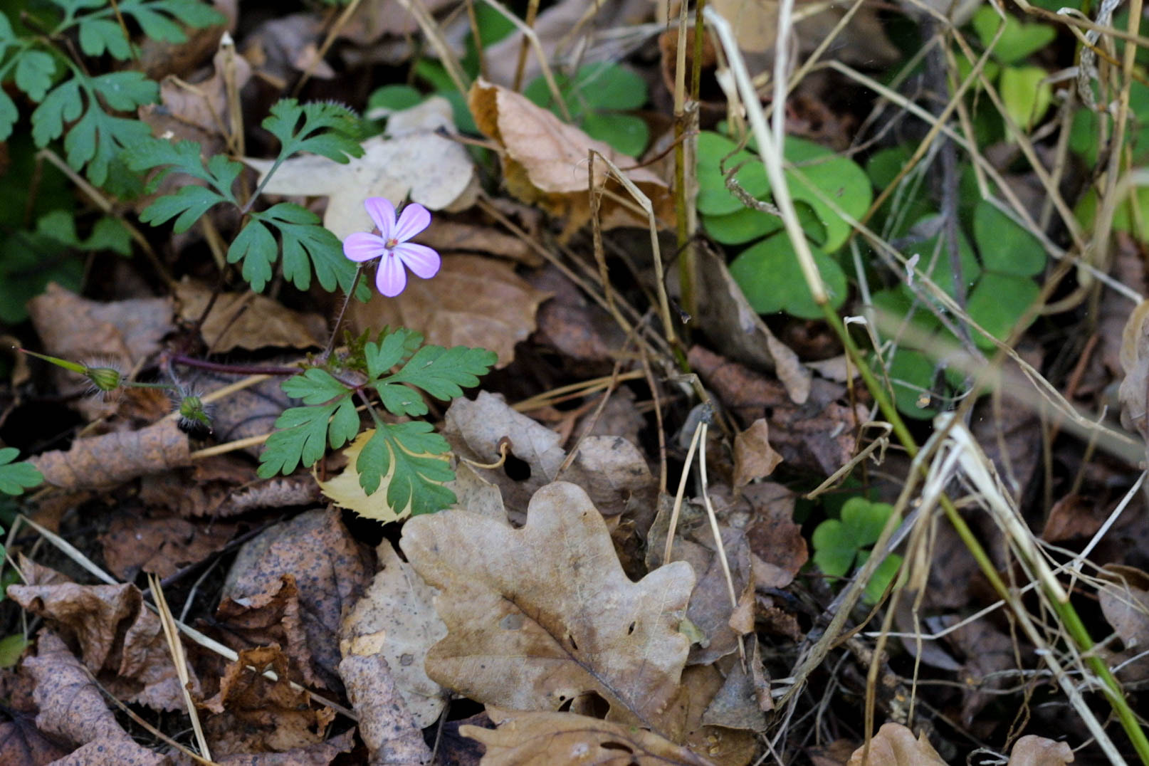 Canon EOS D30 sample photo. The last flower photography