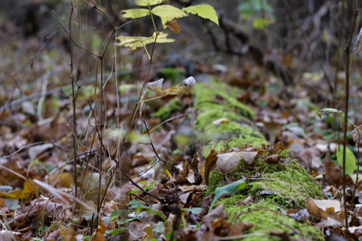 Canon EOS D30 + Canon EF 50mm F1.8 II sample photo. Mossy log photography