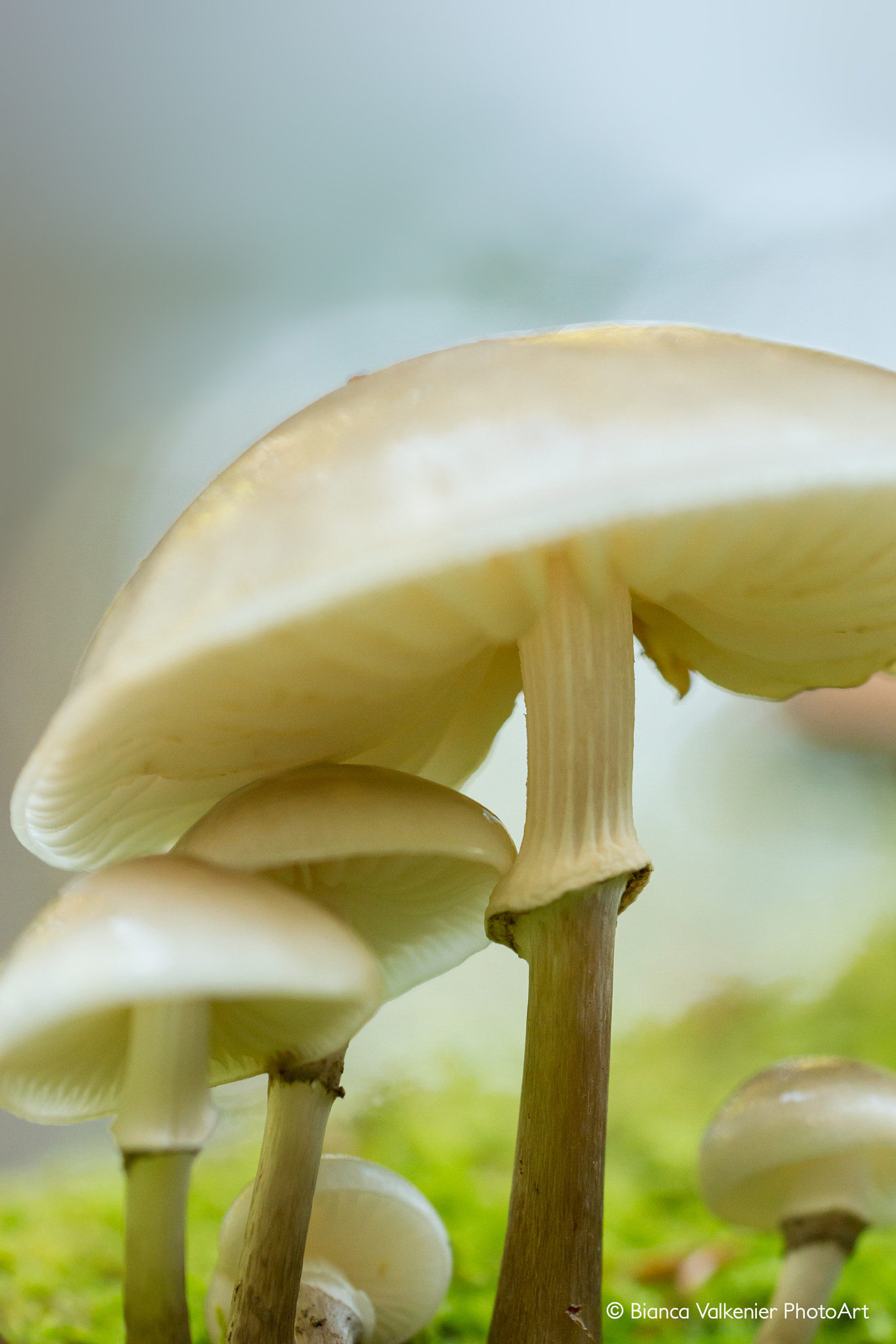 Sigma 150mm f/2.8 EX DG OS HSM APO Macro sample photo. Oudemansiella mucida (porcelain fungus) photography