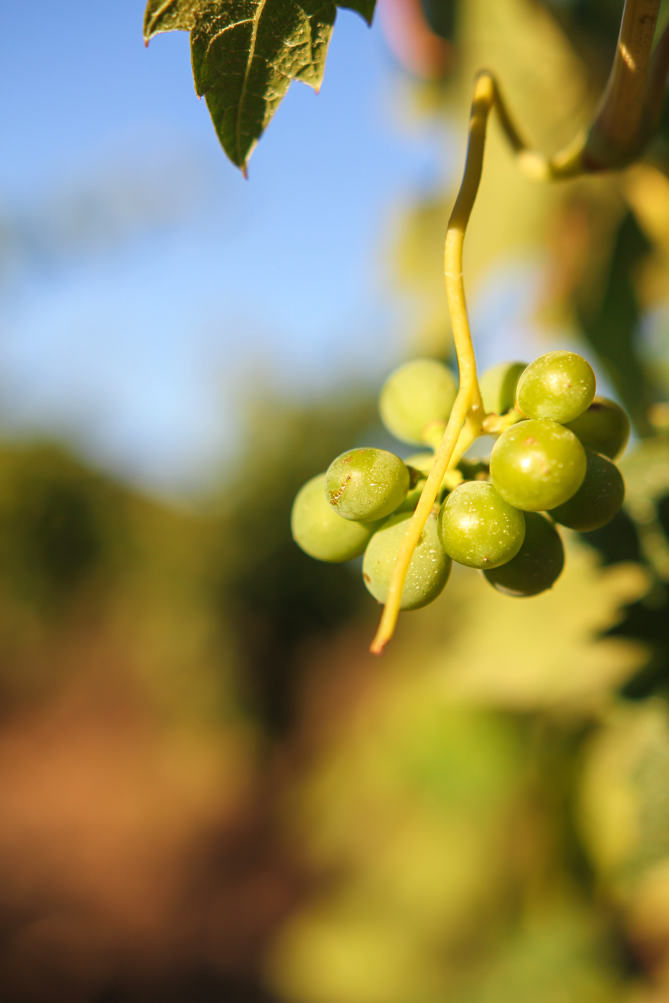 Sigma 18-35mm f/1.8 DC HSM sample photo. Little grape photography