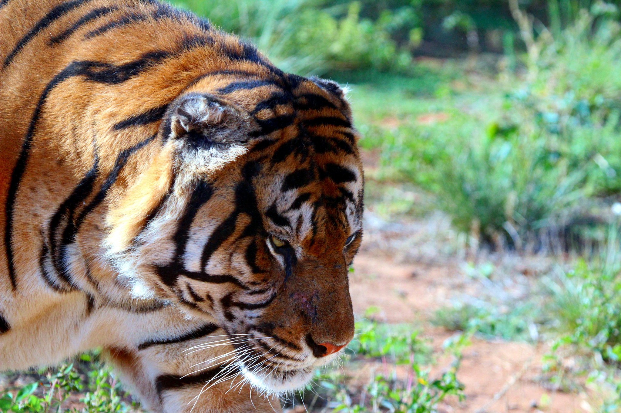 Canon EF 100-400mm F4.5-5.6L IS USM sample photo. Tiger at safari ramat-gan photography