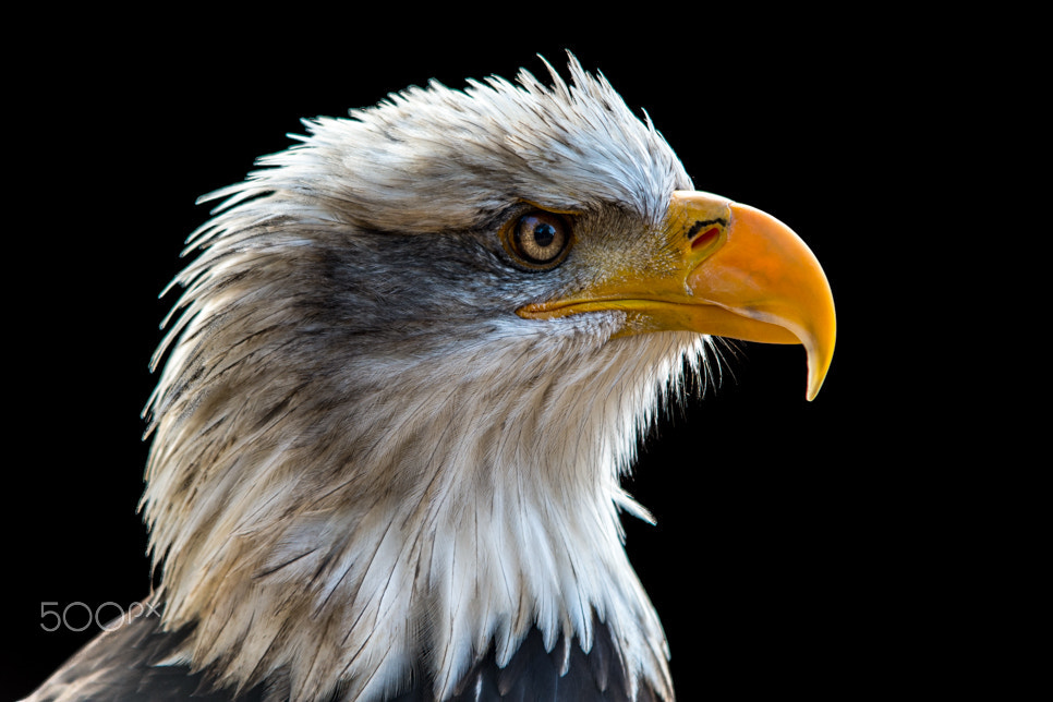 Sigma 70-200mm F2.8 EX DG OS HSM sample photo. Bjp photography
