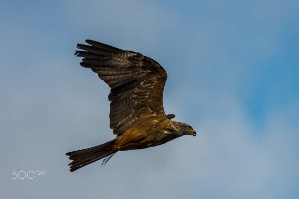 Sigma 70-200mm F2.8 EX DG OS HSM sample photo. Bjp photography