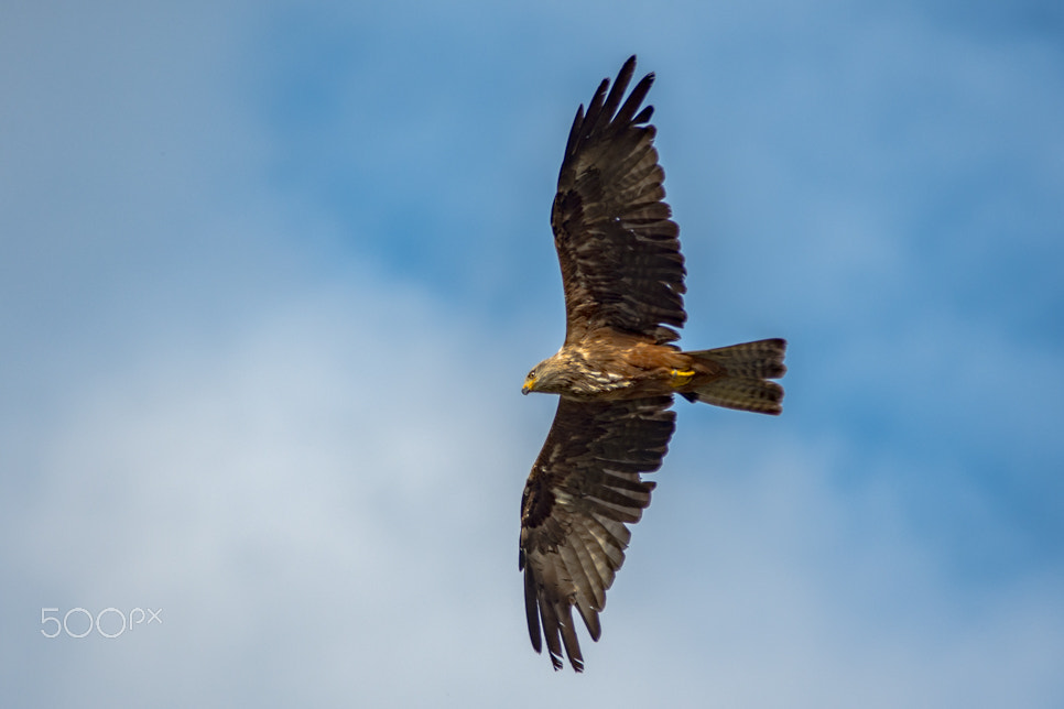 Sigma 70-200mm F2.8 EX DG OS HSM sample photo. Bjp photography