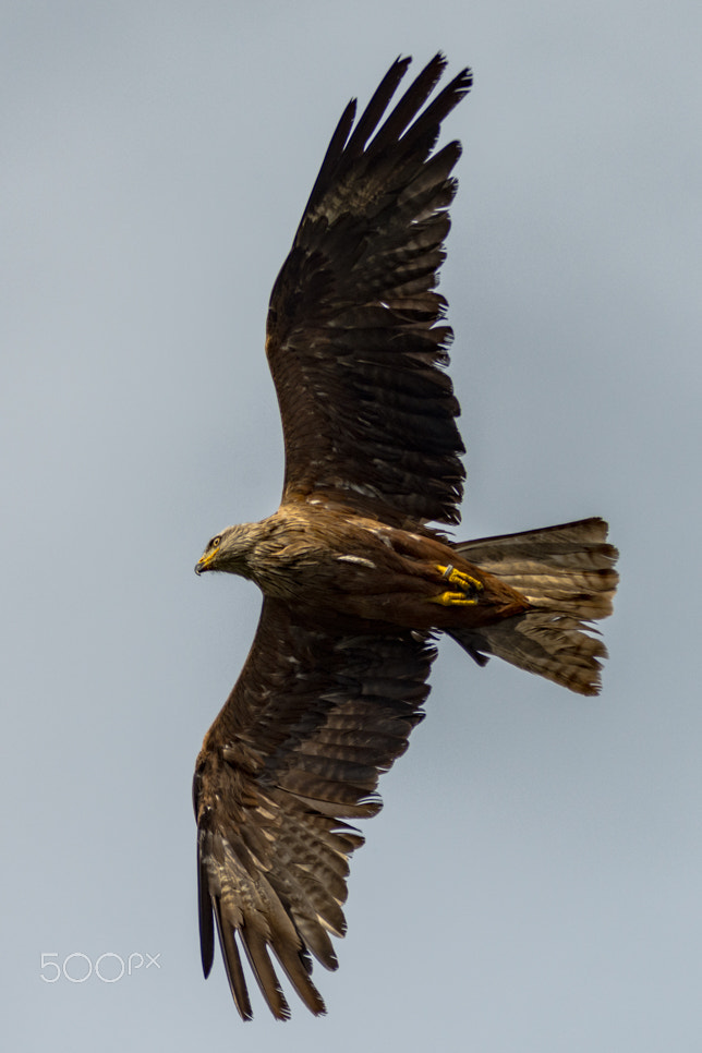 Sigma 70-200mm F2.8 EX DG OS HSM sample photo. Bjp photography