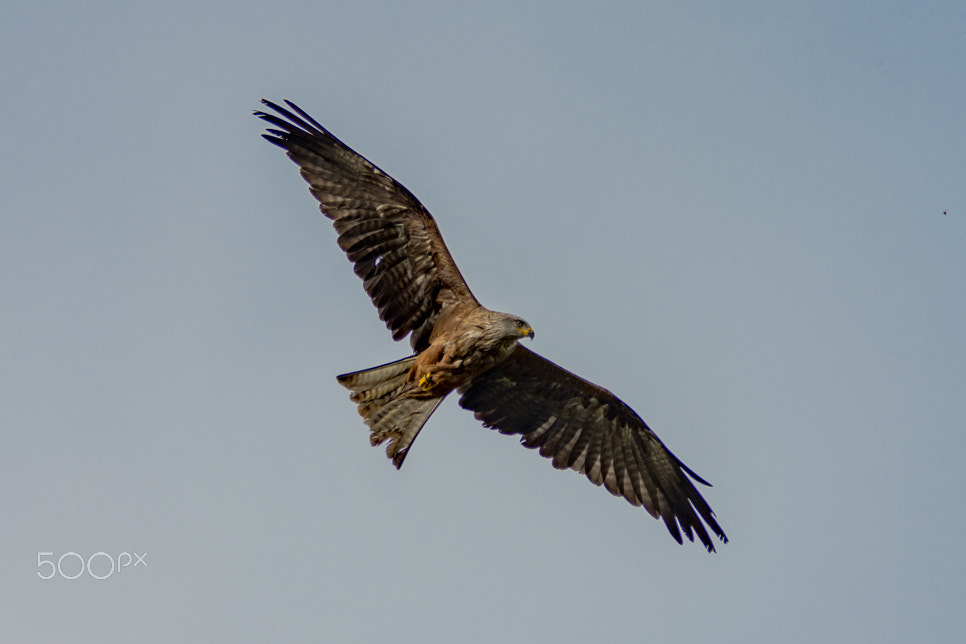 Sigma 70-200mm F2.8 EX DG OS HSM sample photo. Bjp photography